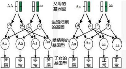 六指|人类六指是由显性基因控制的吗？如果是，为什么较少有六指人。